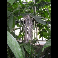 Chamaedorea Oblongata (fam. Arecacees) (Amerique centrale) (1)